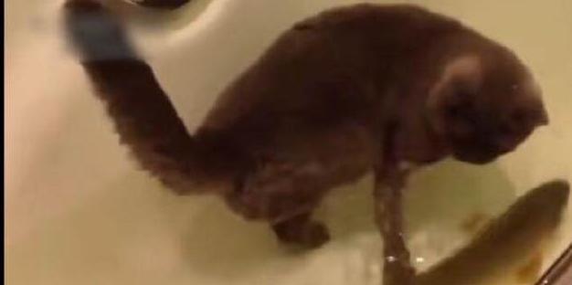 猫咪洗澡不抓人的训练方法_猫怕水原因_猫咪洗澡不配合