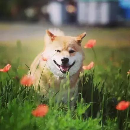 狗狗牙周疾病原因_狗狗口腔健康问题_狗狗口臭严重？牙结石和口腔疾病的解决之道