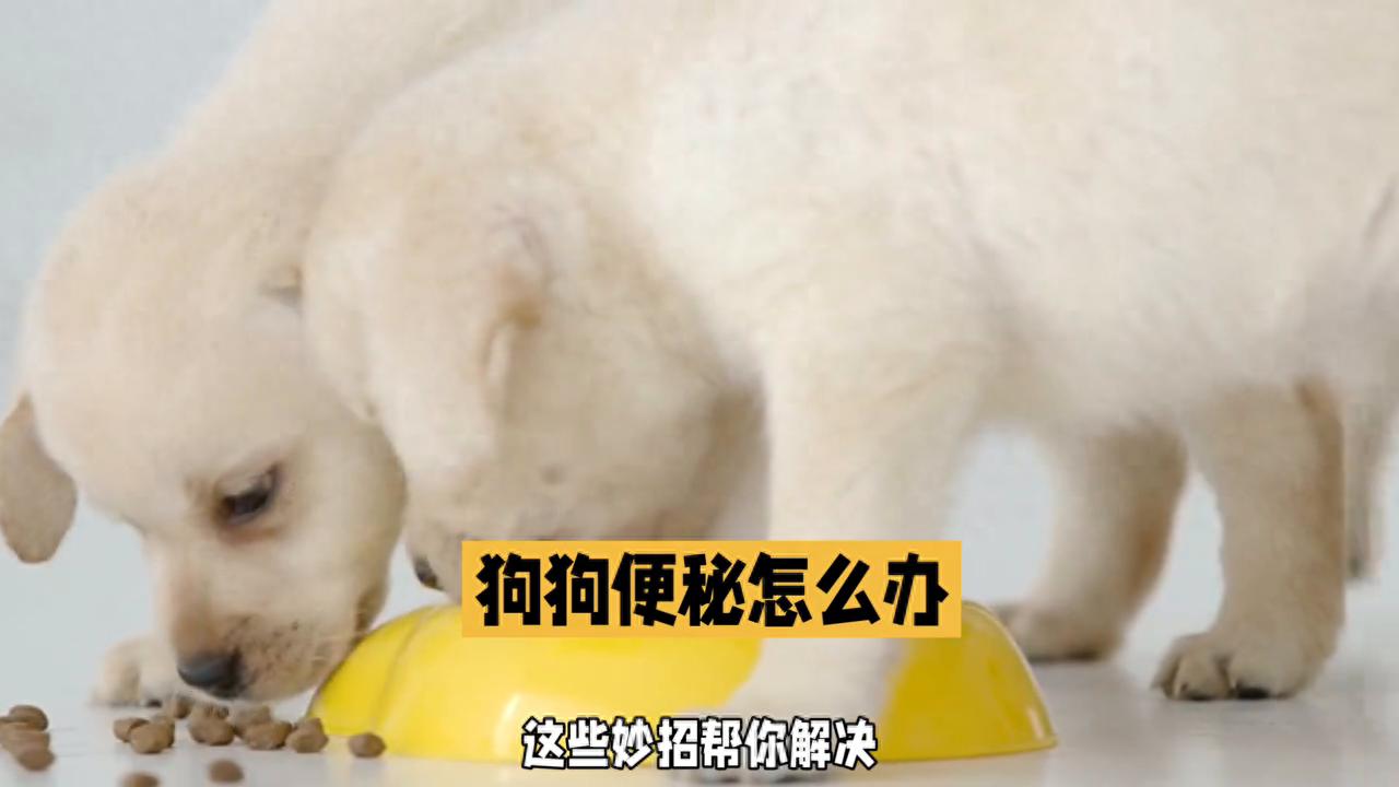狗狗便秘怎么办,这些妙招帮你解决#养狗人-派特超人-宠物