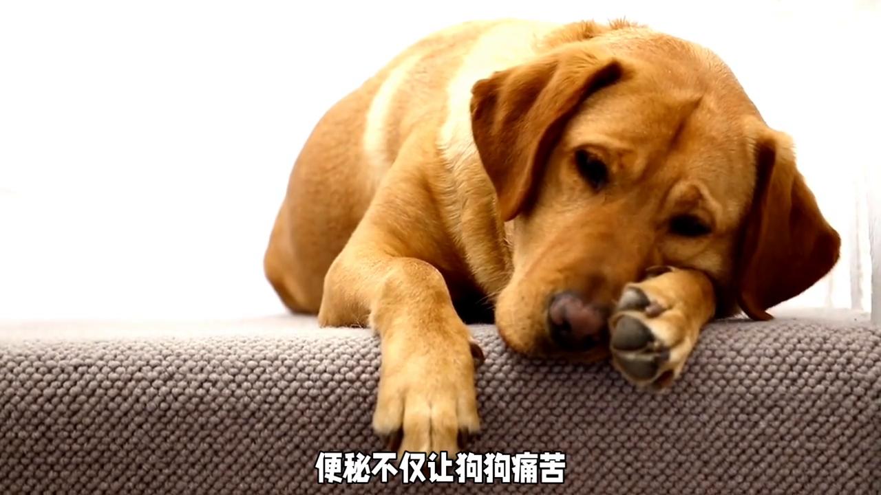 狗狗便秘原因分析_狗狗皮肤发黑？内分泌失调的应对_狗狗便秘解决妙招