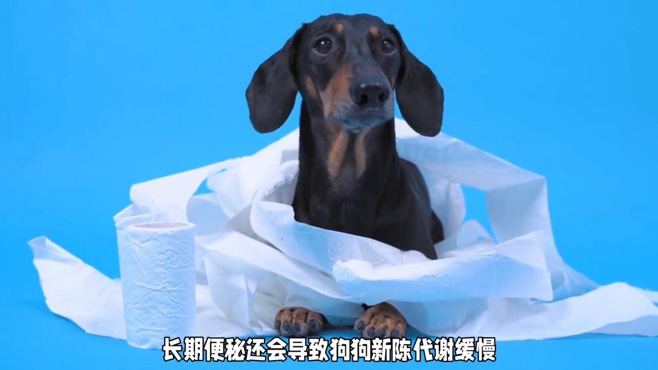 狗狗便秘原因分析_狗狗便秘解决妙招_狗狗皮肤发黑？内分泌失调的应对