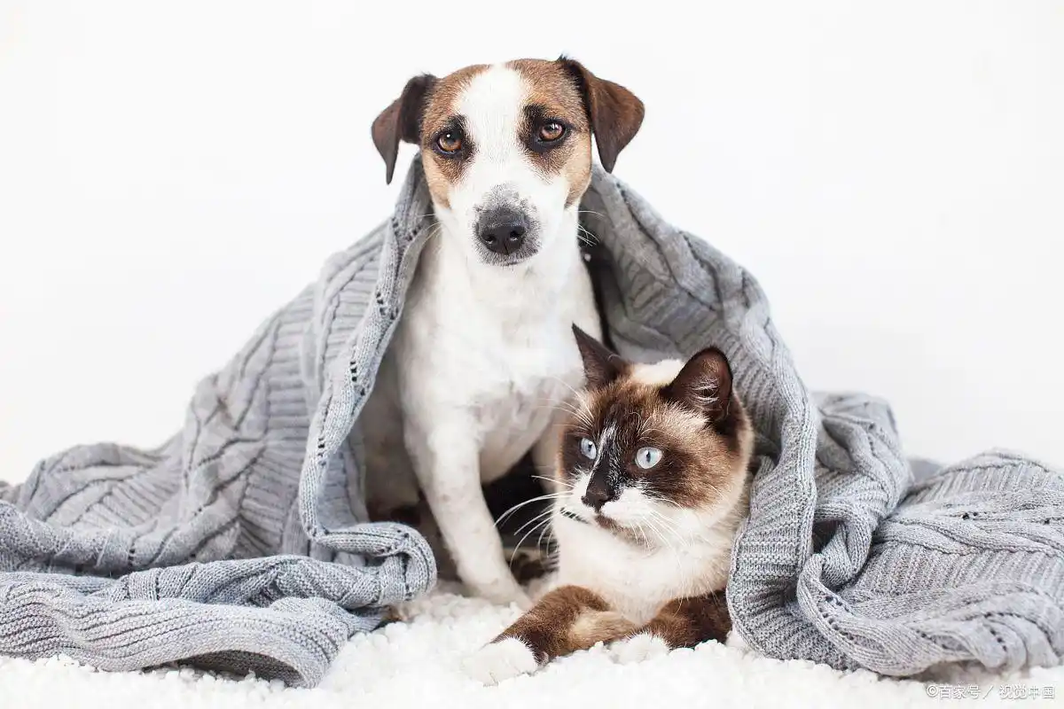 猫癣会传染给狗吗?多宠家庭必看的防护指南-派特超人-宠物