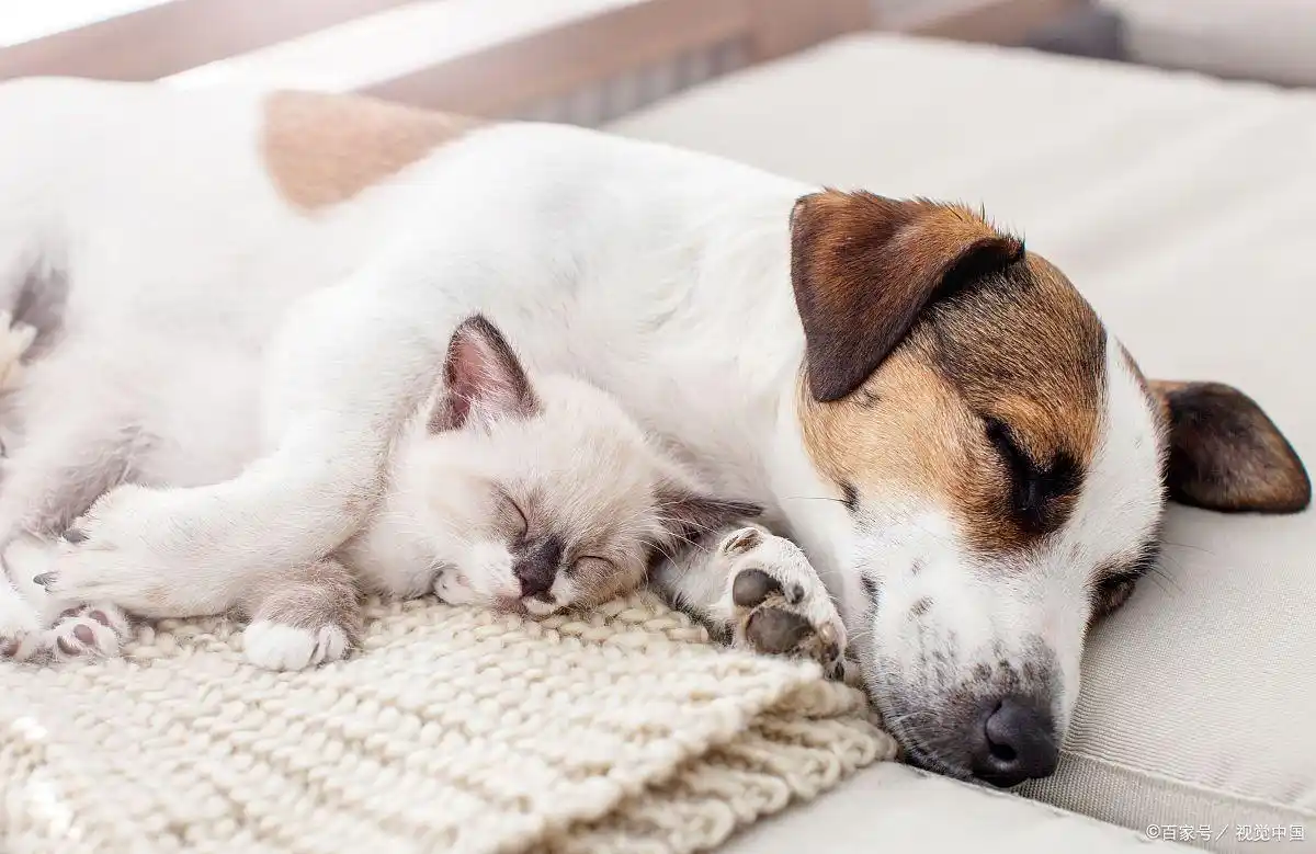 猫癣传染狗狗可能性_猫咪足癣：人猫共患的皮肤疾病_多宠家庭猫癣预防措施