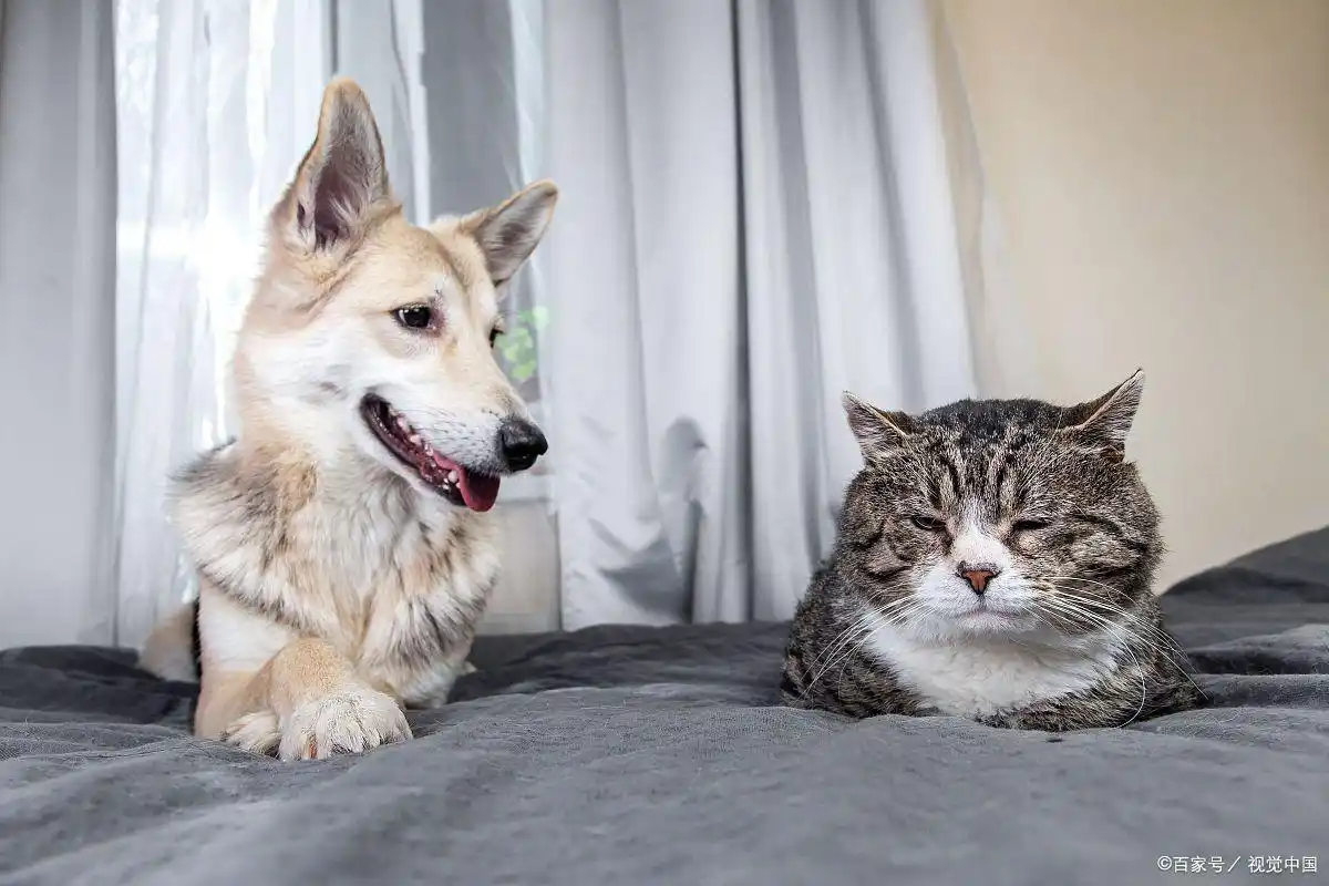 猫咪足癣：人猫共患的皮肤疾病_多宠家庭猫癣预防措施_猫癣传染狗狗可能性