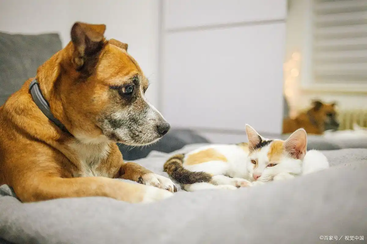 多宠家庭猫癣预防措施_猫咪足癣：人猫共患的皮肤疾病_猫癣传染狗狗可能性