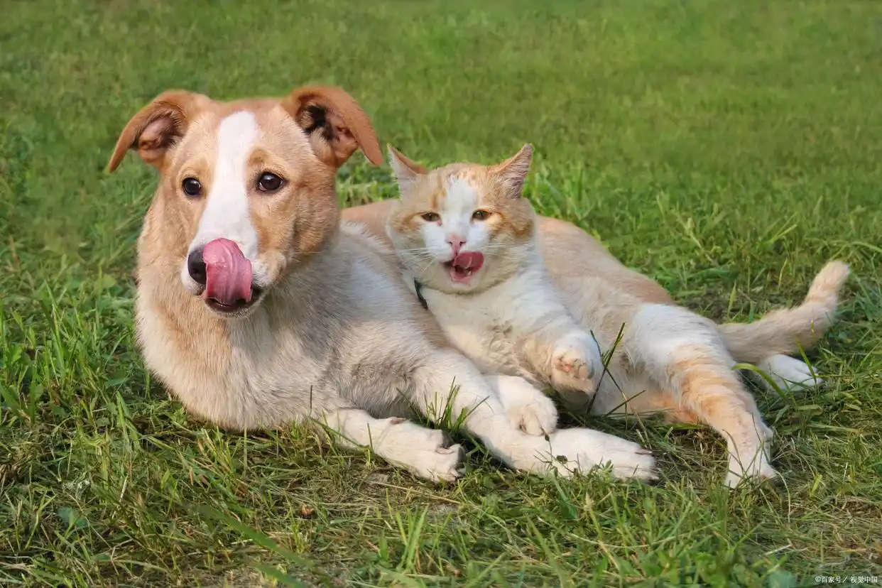 猫癣传染狗狗可能性_猫咪足癣：人猫共患的皮肤疾病_多宠家庭猫癣预防措施