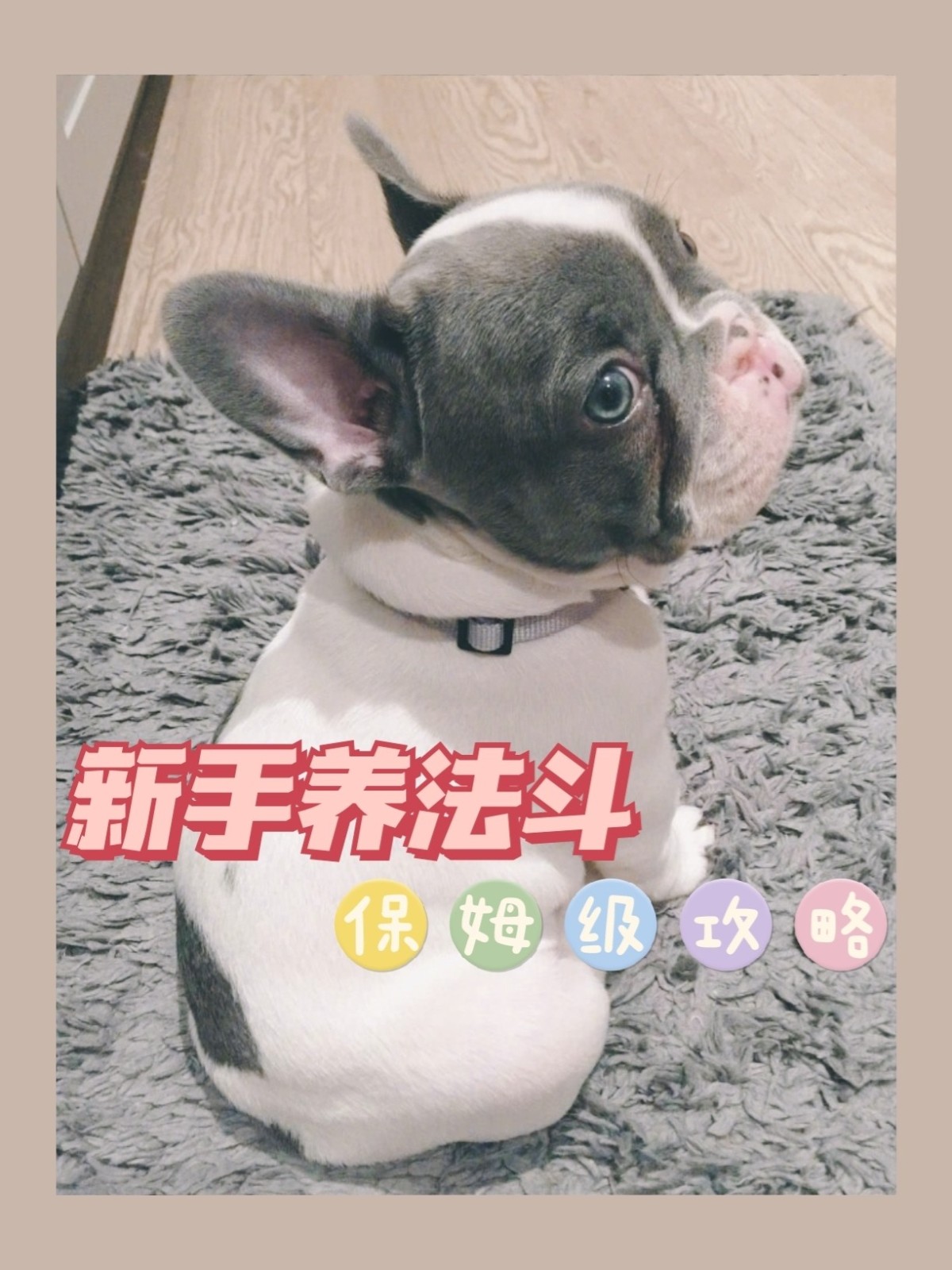 新手养法斗皮肤护理_冬季狗狗皮肤保湿方法_法斗皮肤病防治