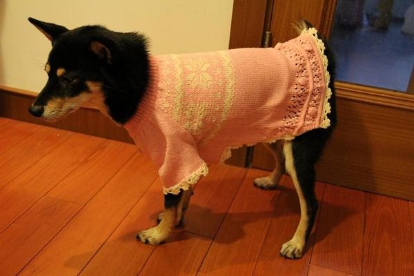 狗狗冬天怎么保暖-派特超人-宠物