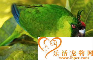独角鹦鹉怎么训练 掌握一定的训练技巧