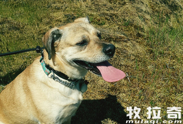 狗喘气很急促是什么原因-派特超人-宠物