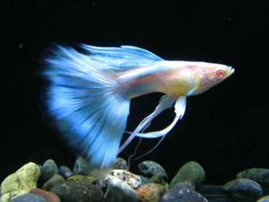 凤尾鱼个人繁殖-派特超人-宠物