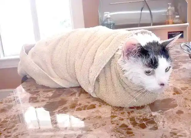 猫咪足癣：人猫共患的皮肤疾病_猫藓治疗药物_猫咪猫藓预防措施