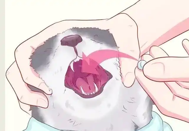猫咪足癣：人猫共患的皮肤疾病_猫咪猫藓预防措施_猫藓治疗药物