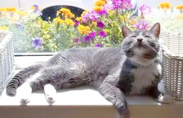 猫咪猫藓预防措施_猫咪足癣：人猫共患的皮肤疾病_猫藓治疗药物