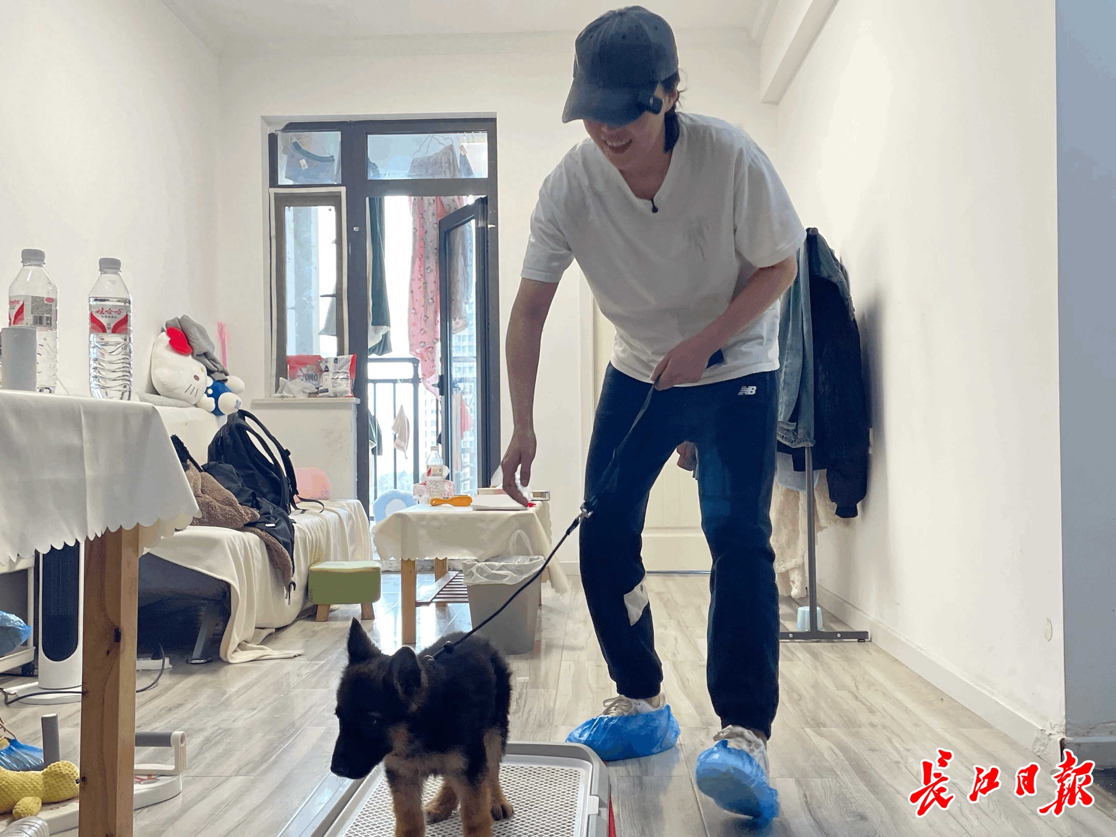 800元请人教狗上厕所,越来越多武汉人愿意花这笔钱-派特超人-宠物