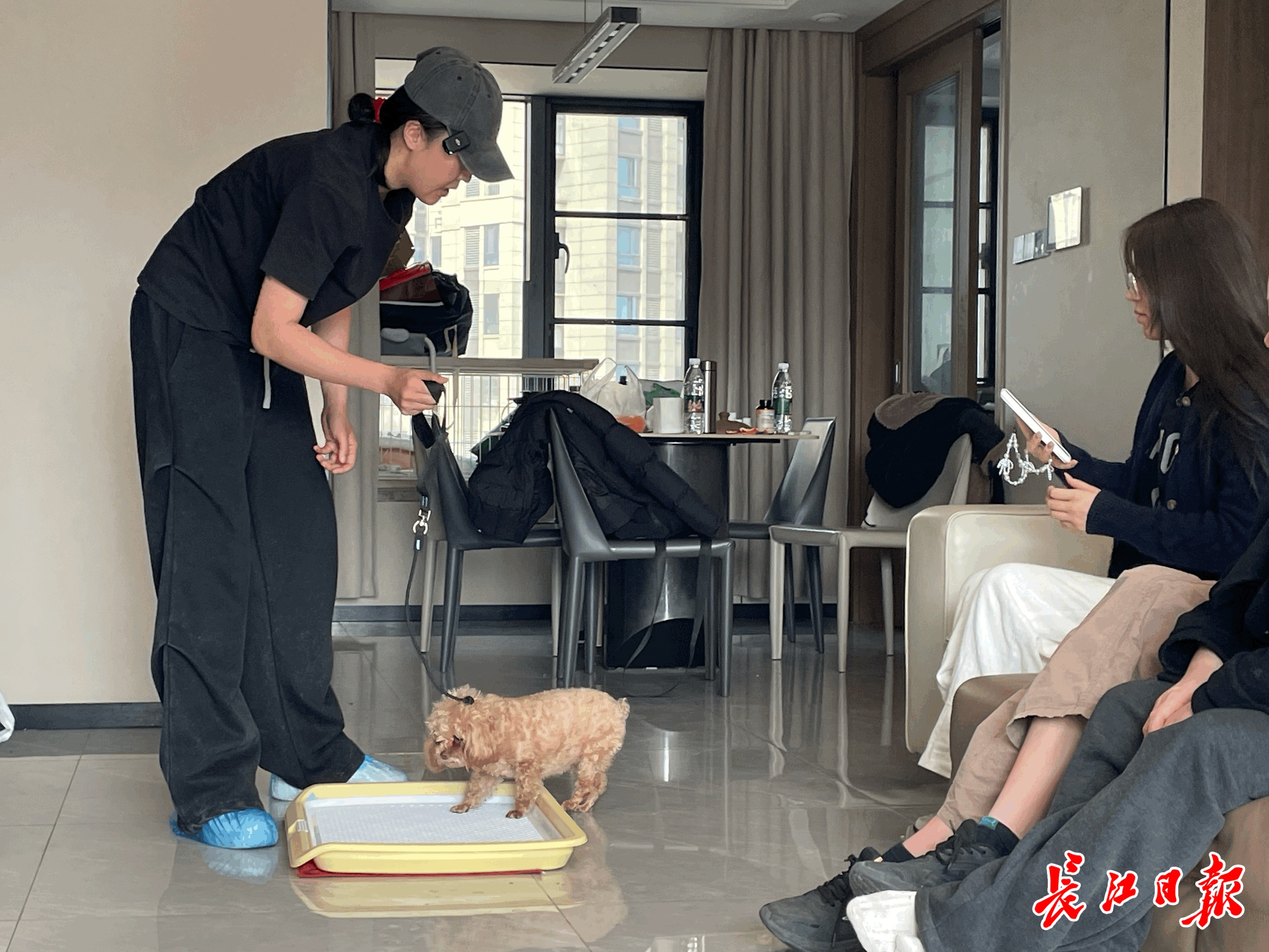 武汉狗狗行为矫正训练 _ 武汉宠物狗训练机构 _狗狗护食行为的专业纠正方案