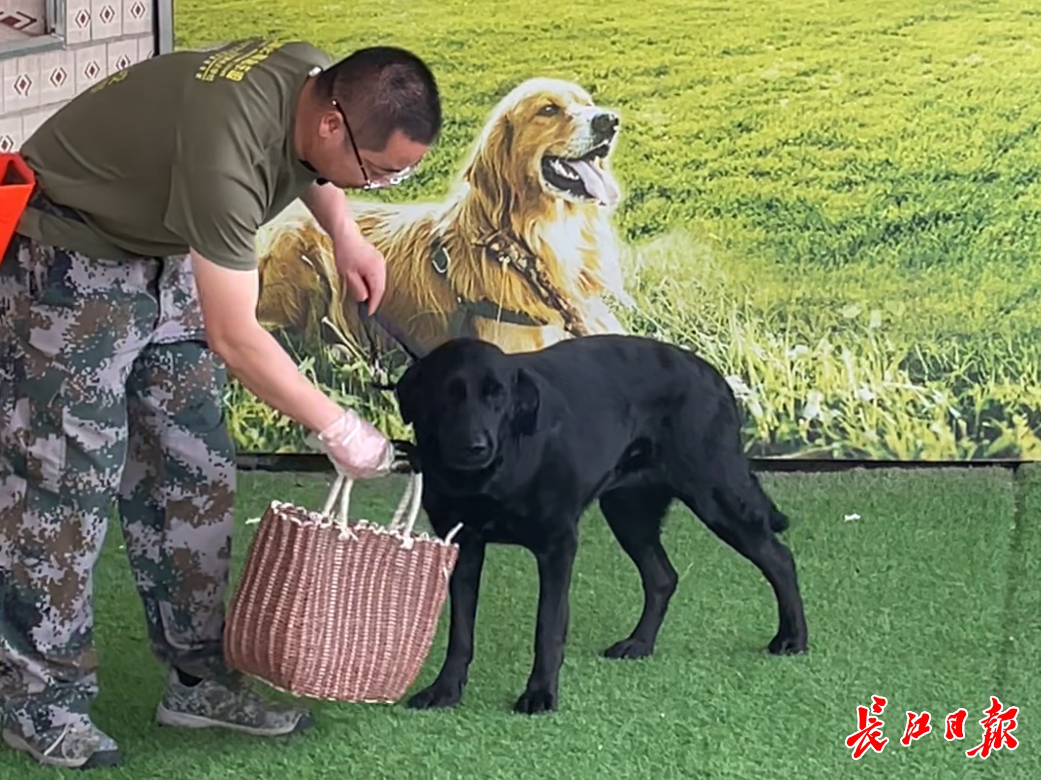 武汉狗狗行为矫正训练 _ 武汉宠物狗训练机构 _狗狗护食行为的专业纠正方案