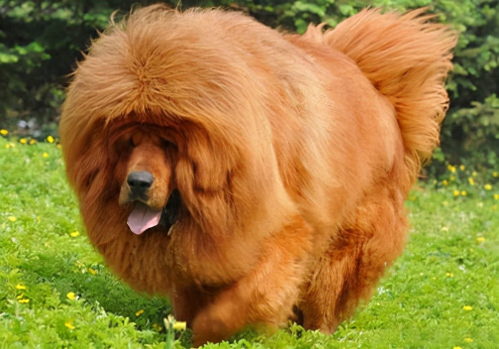 狗狗一直不吃东西怎么办?是胃口不好还是什么原因?应该怎么处理-派特超人-宠物