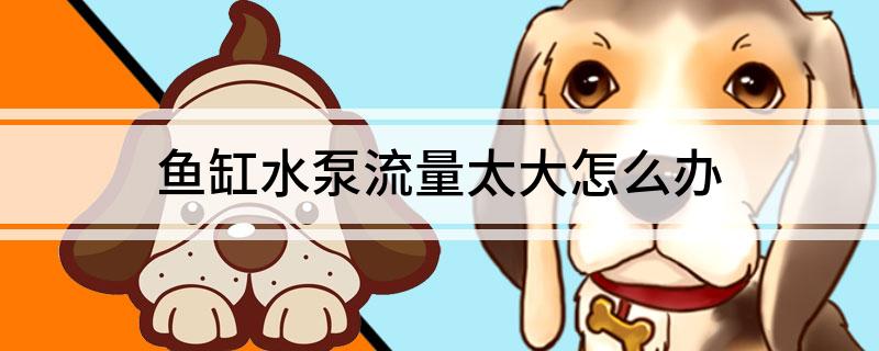 鱼缸水泵流量太大怎么办-派特超人-宠物