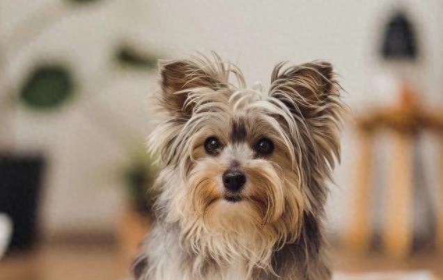 短毛狗油腻体味困扰?这款洗护产品帮你彻底解决,宠物家长必看!-派特超人-宠物