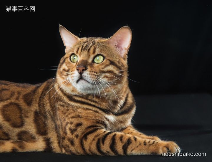 猫咪性格培养技巧_如何让猫咪爱上你准备的猫抓板_孟加拉豹猫增加好感方法