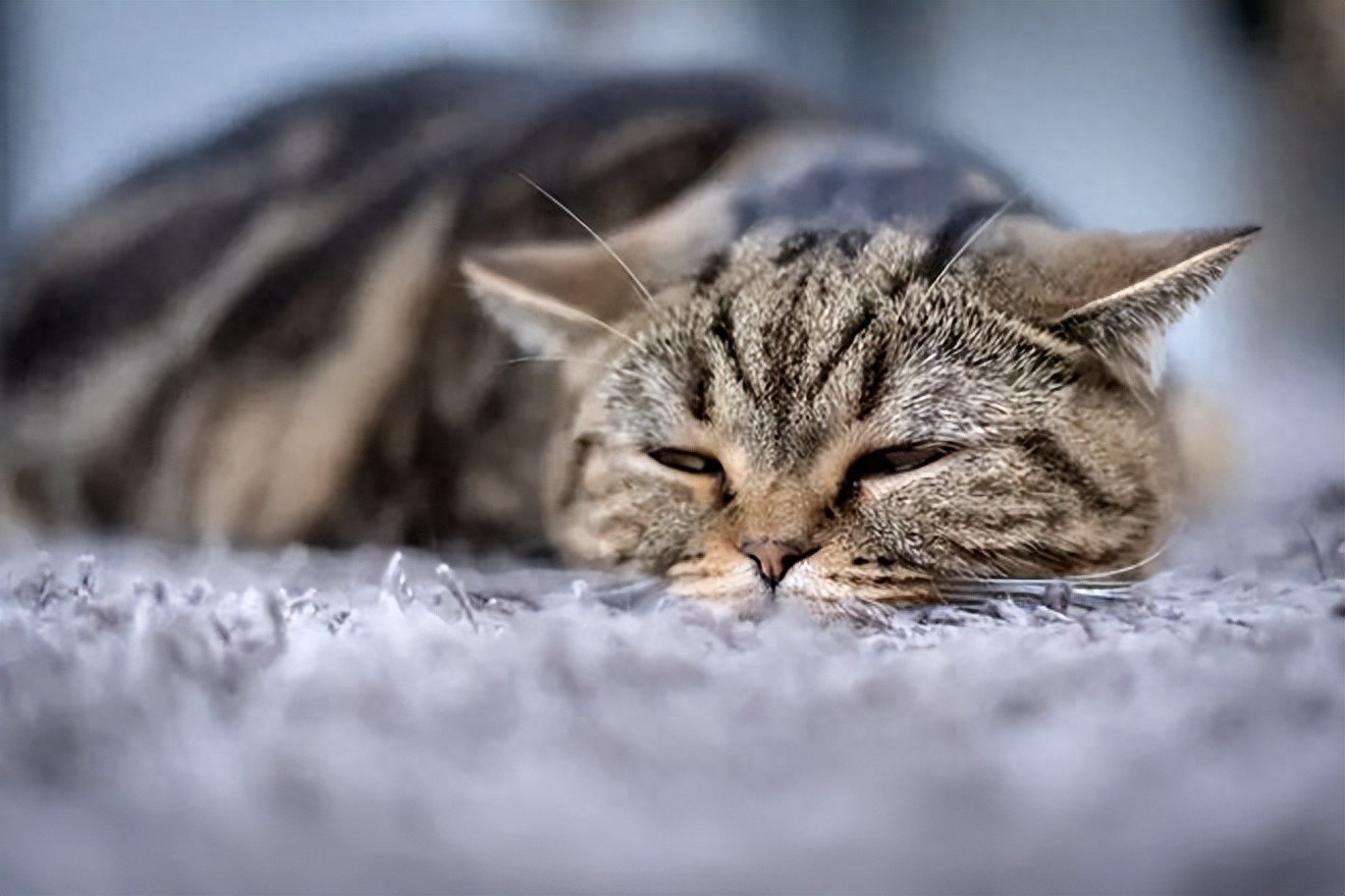 猫咪多发性关节炎：僵硬步态诊断_猫健康症状识别_猫疾病掩蔽者