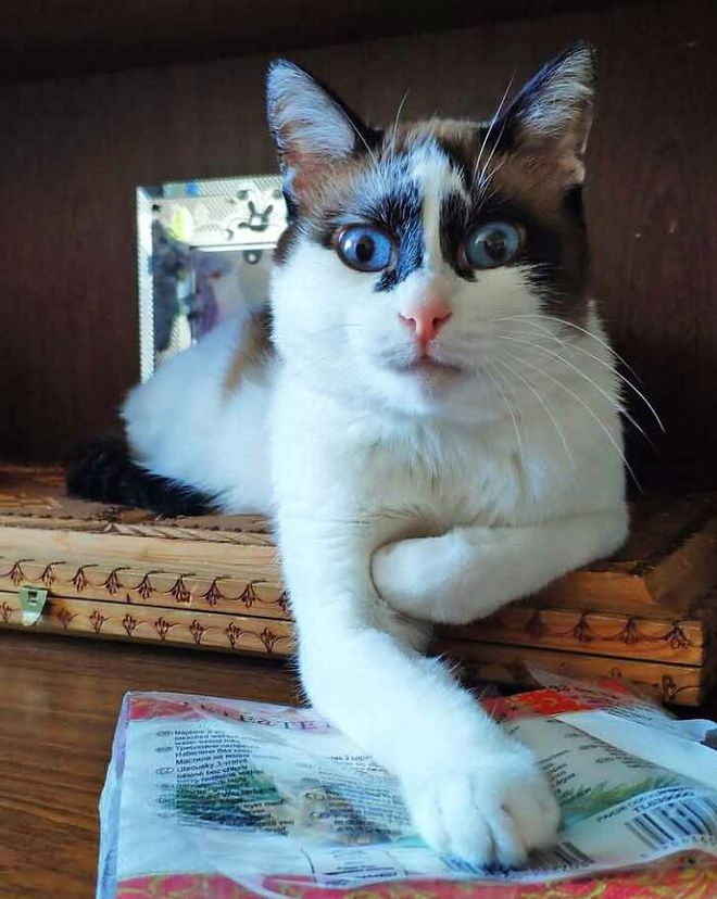 猫咪多发性关节炎：僵硬步态诊断_猫疾病掩蔽者_猫健康症状识别