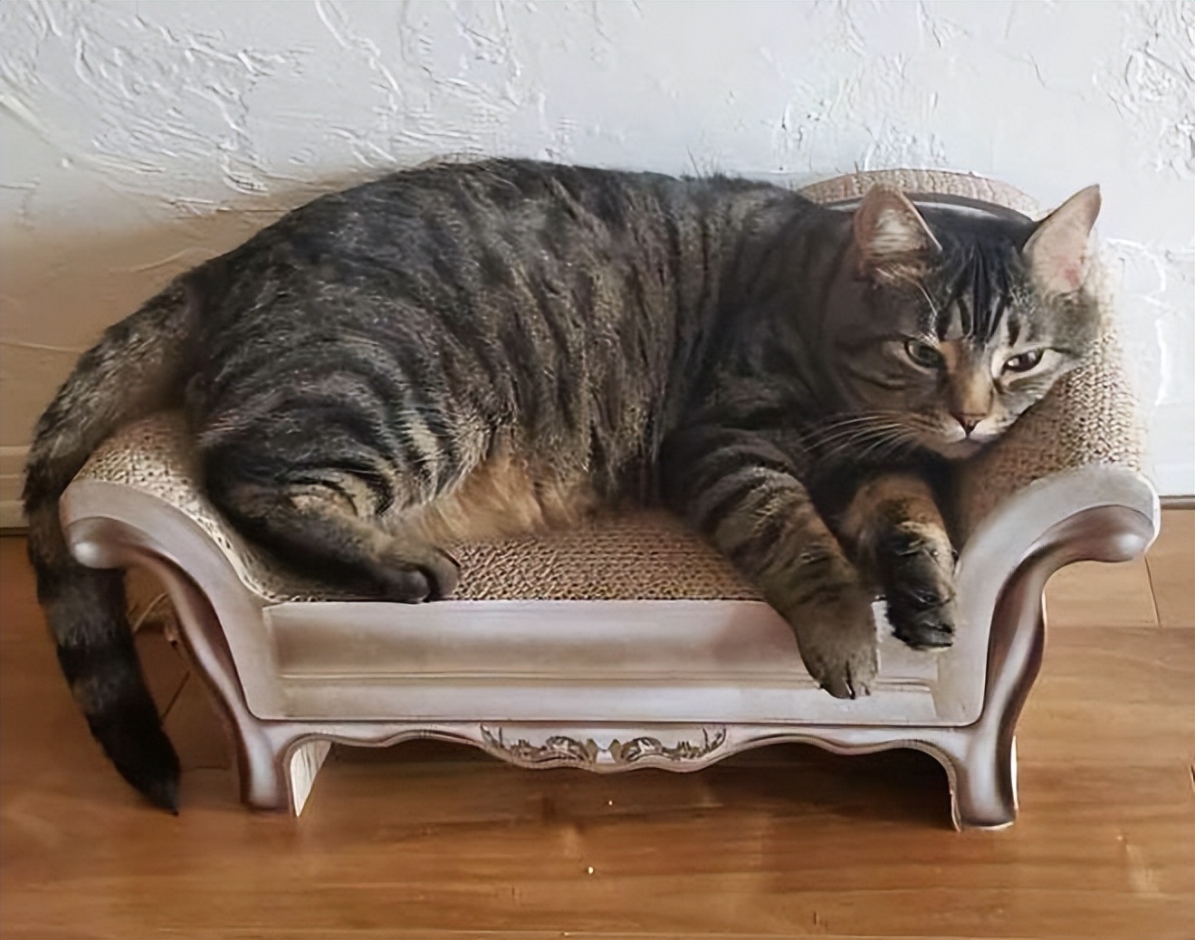 猫疾病掩蔽者_猫健康症状识别_猫咪多发性关节炎：僵硬步态诊断