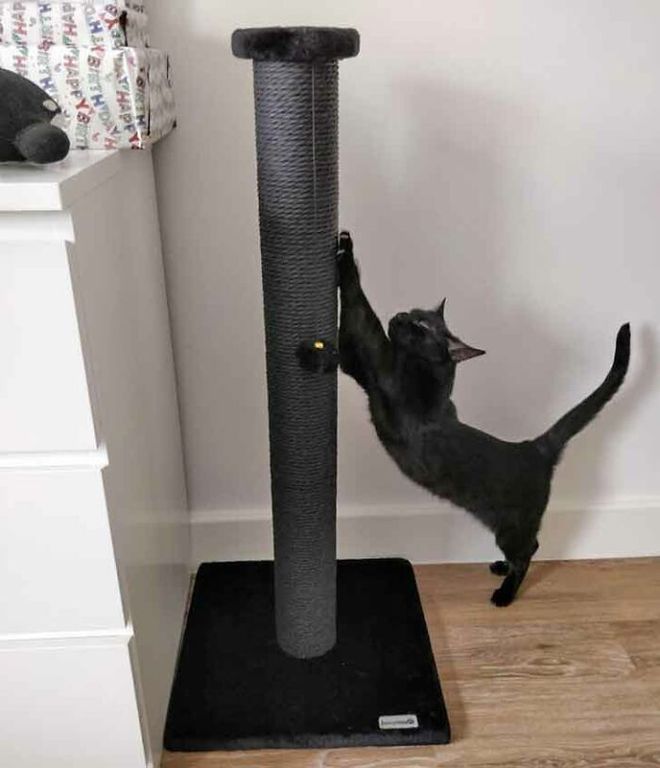 猫健康症状识别_猫咪多发性关节炎：僵硬步态诊断_猫疾病掩蔽者