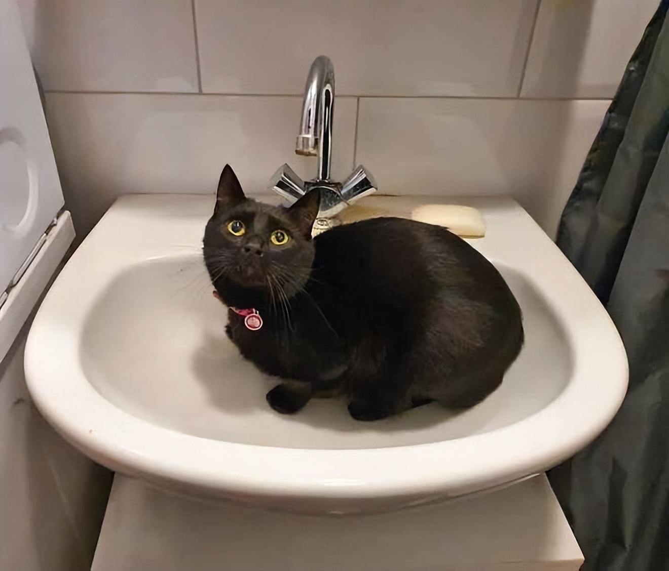 猫咪多发性关节炎：僵硬步态诊断_猫健康症状识别_猫疾病掩蔽者