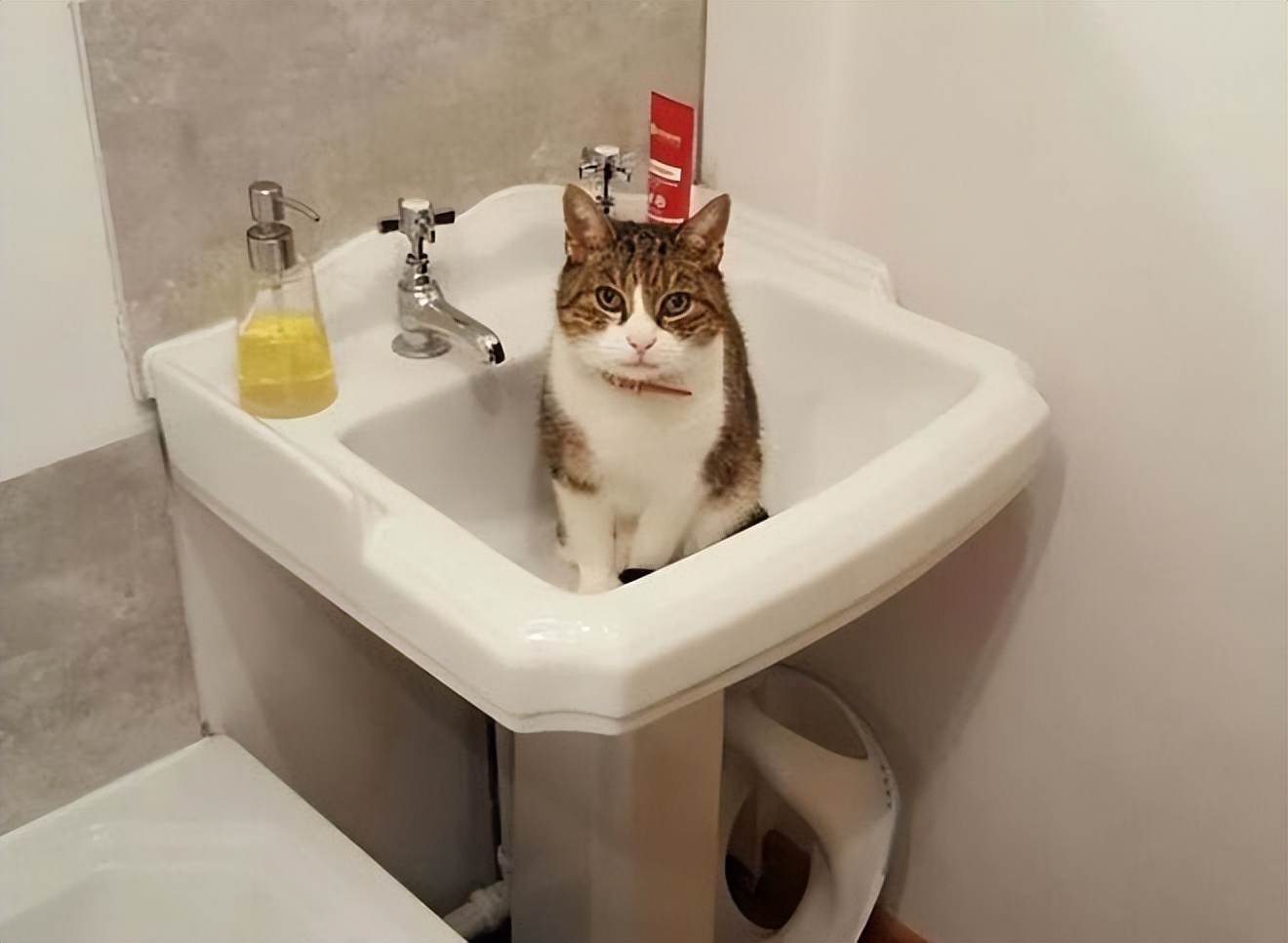 猫健康症状识别_猫咪多发性关节炎：僵硬步态诊断_猫疾病掩蔽者