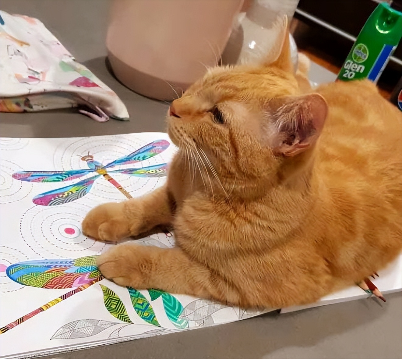 猫咪多发性关节炎：僵硬步态诊断_猫健康症状识别_猫疾病掩蔽者