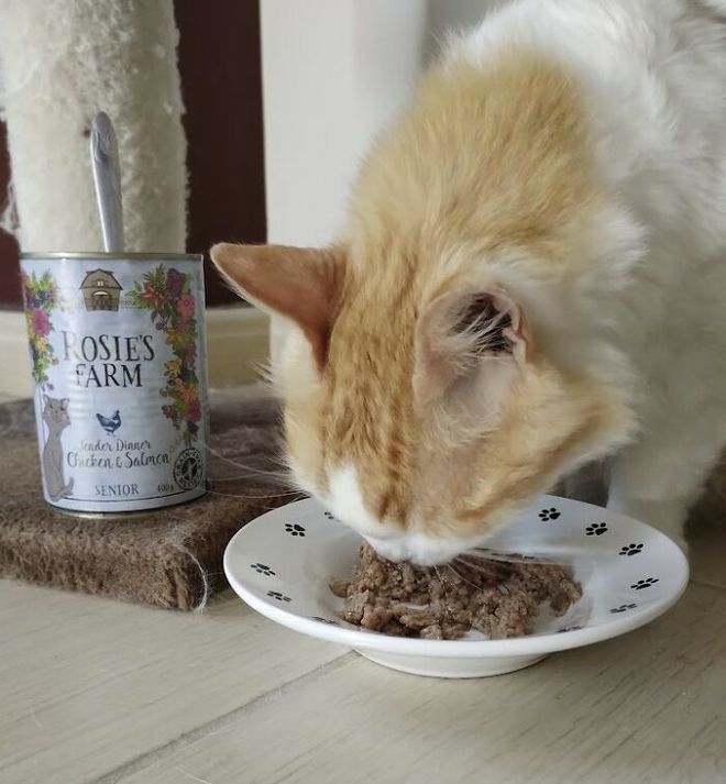 猫健康症状识别_猫疾病掩蔽者_猫咪多发性关节炎：僵硬步态诊断