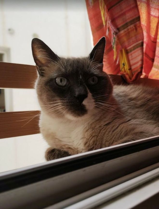 猫健康症状识别_猫疾病掩蔽者_猫咪多发性关节炎：僵硬步态诊断