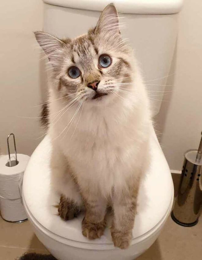 猫健康症状识别_猫疾病掩蔽者_猫咪多发性关节炎：僵硬步态诊断