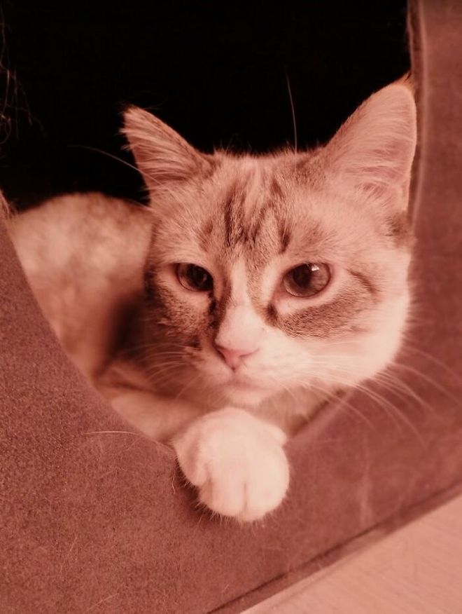 猫疾病掩蔽者_猫咪多发性关节炎：僵硬步态诊断_猫健康症状识别