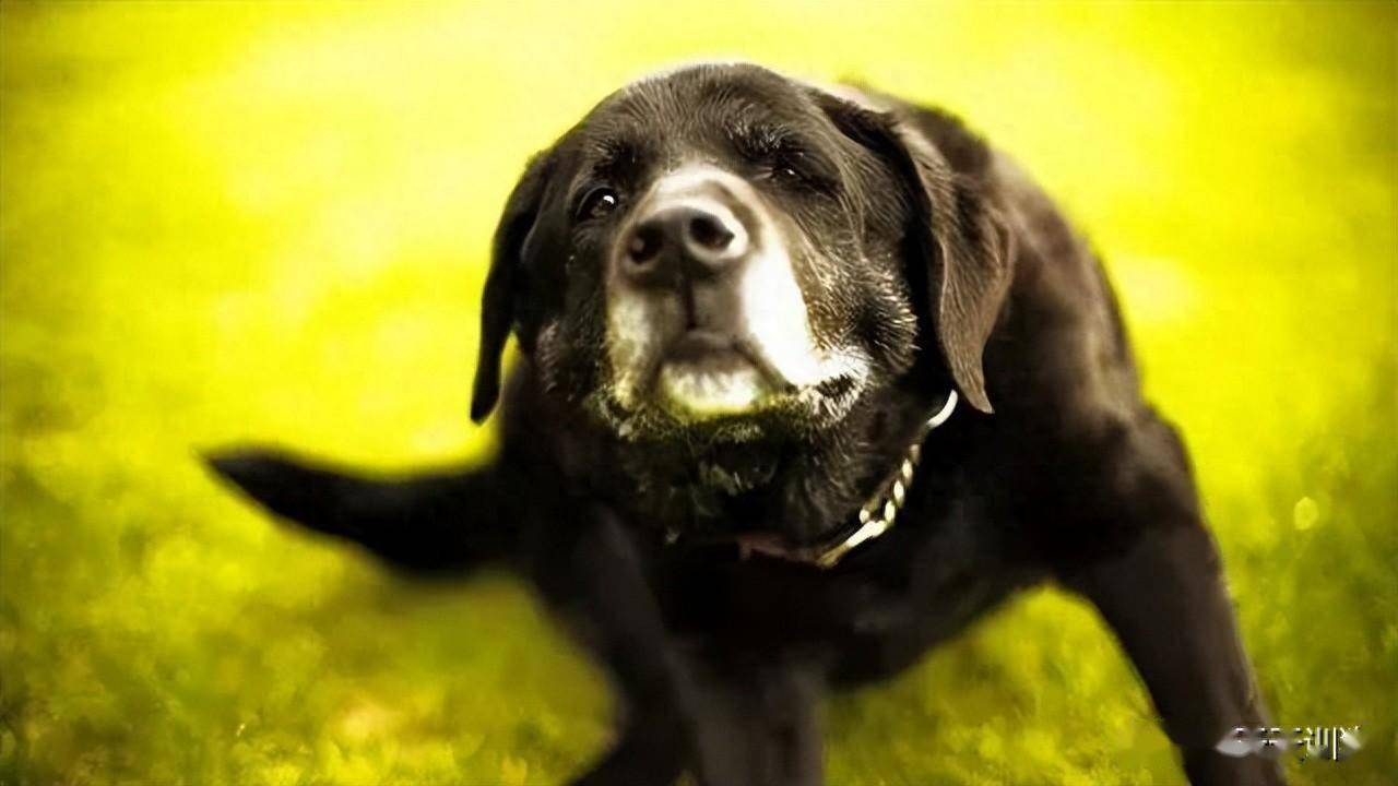 【狗友需知】有关狗狗有眼屎的最全解答！-派特超人-宠物