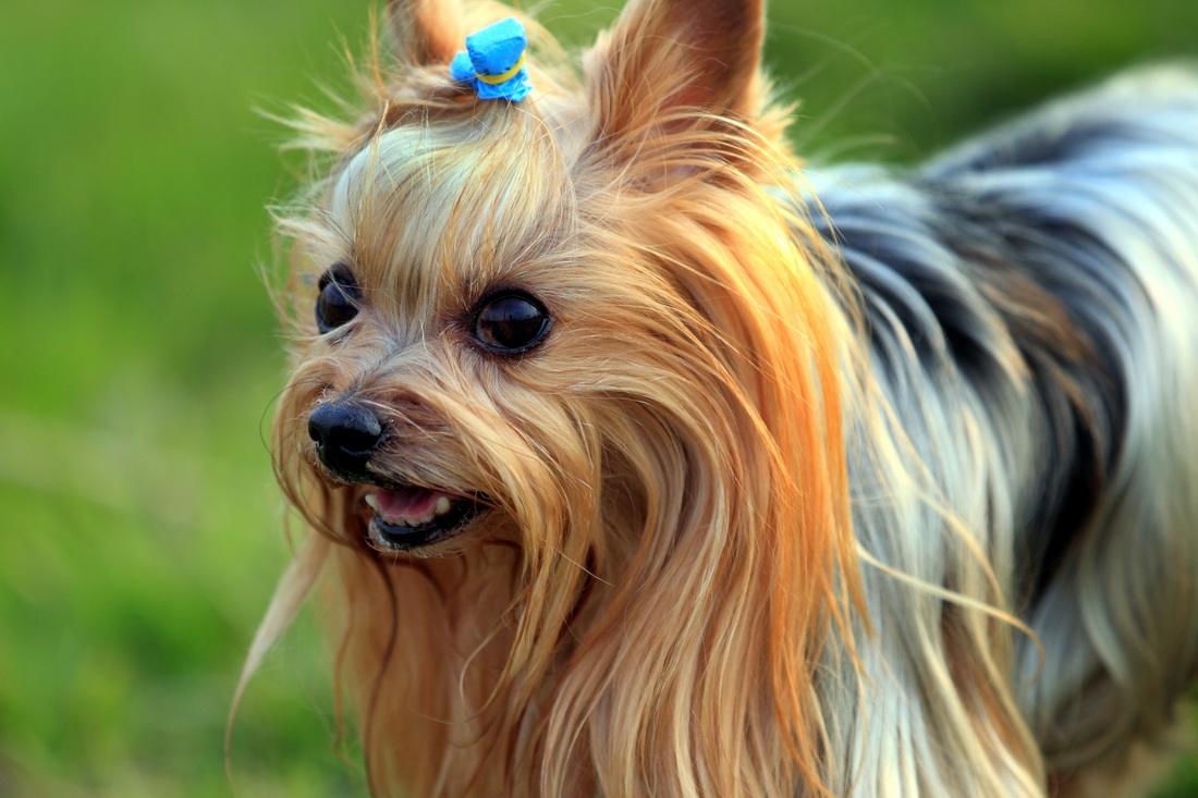 家里狗狗毛发粗糙，看着很难受，应该怎么解决呢？-派特超人-宠物