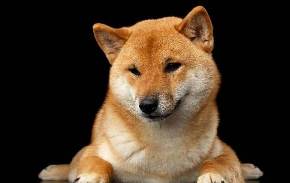 狗狗毛发护理方法_短毛狗狗皮肤护理要点_狗狗毛发干燥原因