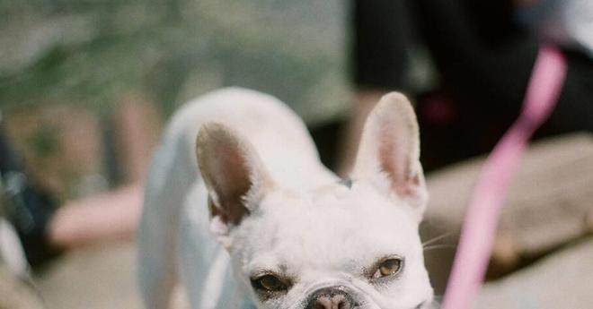 突然发现我家狗狗眼屎变多，这可怎么办？-派特超人-宠物