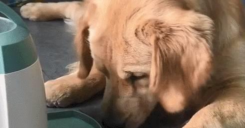 狗狗眼屎增多？泪腺堵塞和感染_狗眼屎增多处理方法_狗狗眼屎增多原因