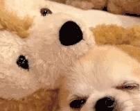 狗眼屎增多处理方法_狗狗眼屎增多？泪腺堵塞和感染_狗狗眼屎增多原因