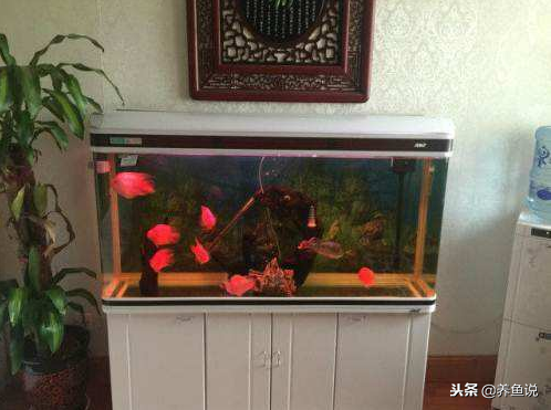 新手养鱼鱼缸挑选指南,两类主流鱼缸优劣势解析,照着买就好-派特超人-宠物