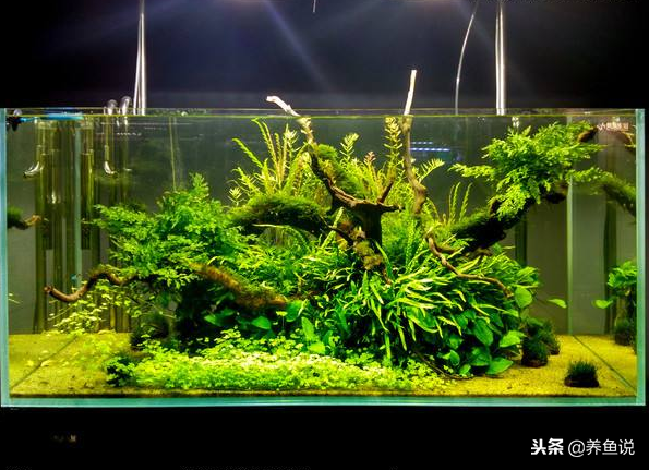 新手养鱼鱼缸挑选指南，两类主流鱼缸优劣势解析，照着买就好-2.jpg