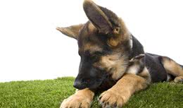 当心狗狗这6种表现,它很可能得了关节炎-派特超人-宠物