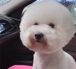 不是所有的狗狗都不怕冷，对待怕冷的狗狗必须要注意这几点