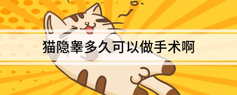 猫咪隐睾的手术时机_猫咪绝育最佳时间第一次发情后_公猫隐睾手术最佳时间