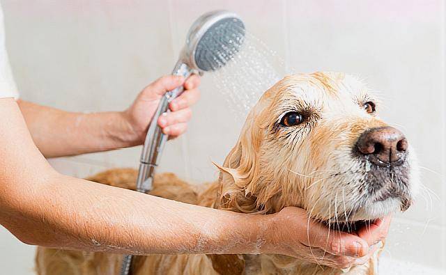宠物专用沐浴露种类_如何选择适合老年犬的洗护品_宠物沐浴露挑选技巧