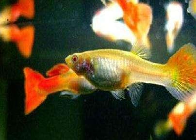 想要繁殖孔雀鱼,是可以到鱼店里捡漏的!-派特超人-宠物