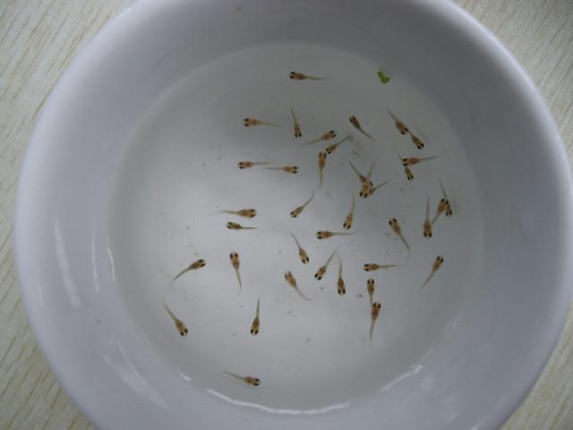 孔雀鱼繁殖捡漏技巧_孔雀鱼繁殖箱布置指南_孔雀鱼雌鱼挑选标准
